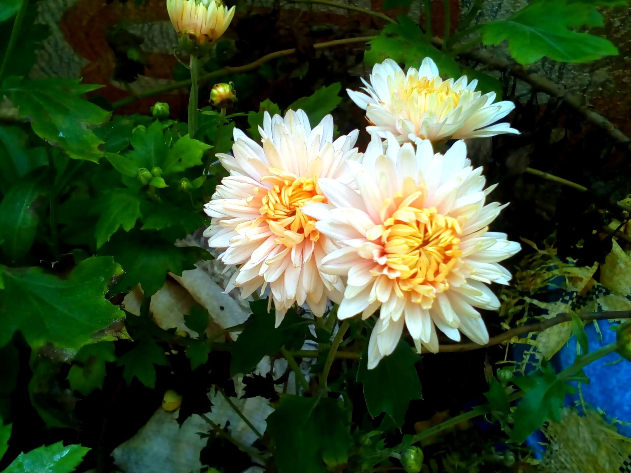 Dahlia pinnata